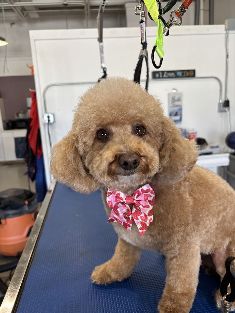 Toy poodle pink bow grooming table groomed at A Decked Out Pet in North Providence, RI