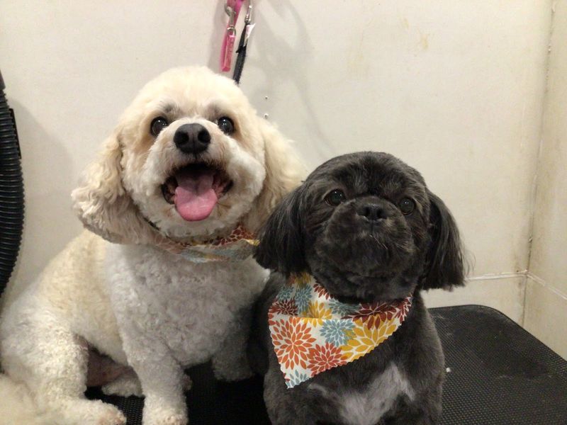 Two small dogs fresh grooms groomed at A Decked Out Pet in North Providence, RI