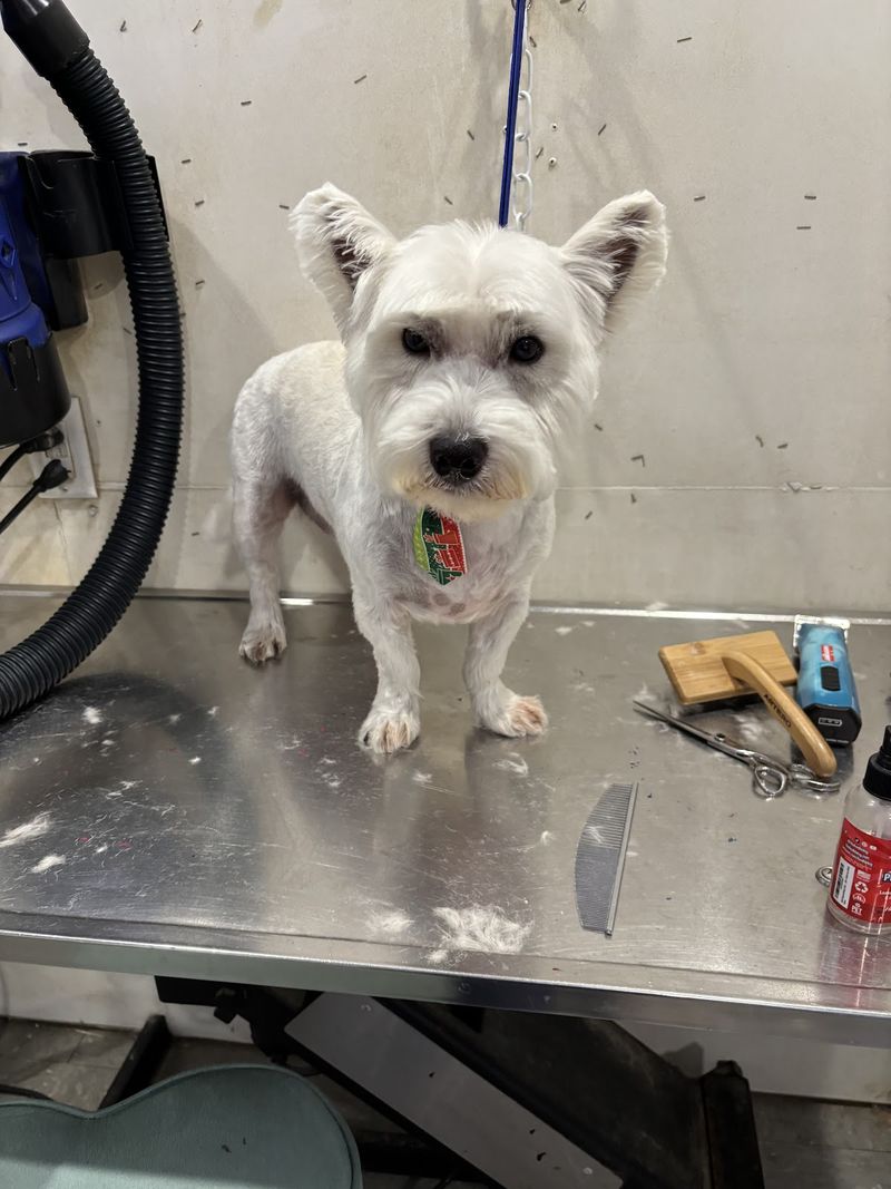 Westie mix watermelon bandana groomed at A Decked Out Pet in North Providence, RI