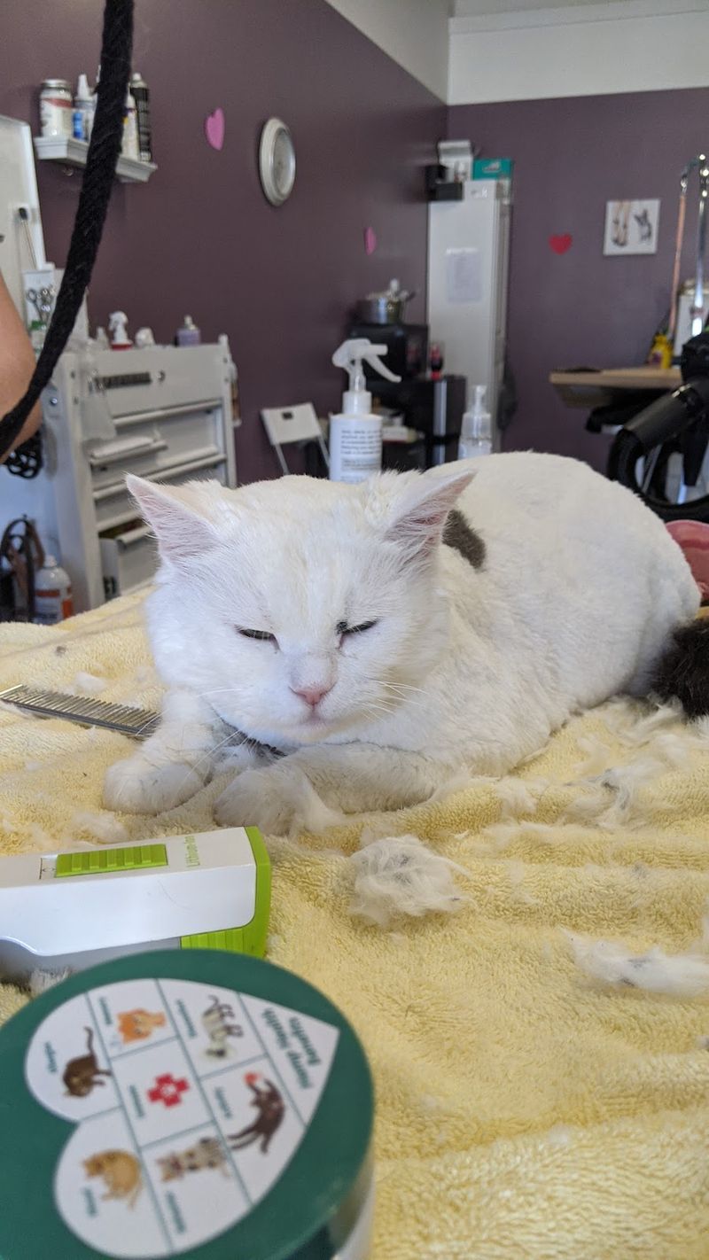 White cat after grooming groomed at A Decked Out Pet in North Providence, RI