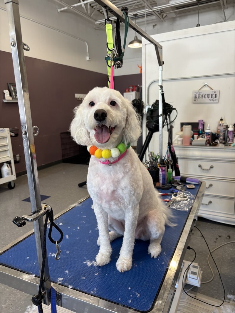 White poodle mix freshly groomed on the grooming table at A Decked Out Pet in North Providence, RI