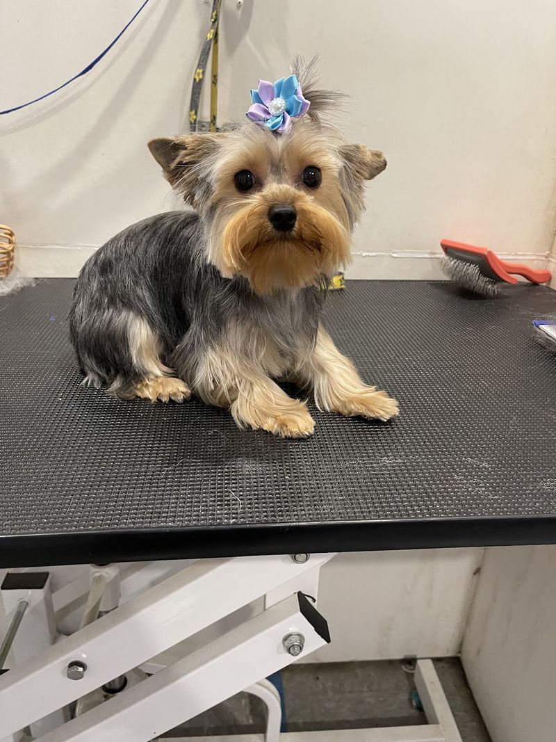 Yorkie blue bow topknot groomed at A Decked Out Pet in North Providence, RI