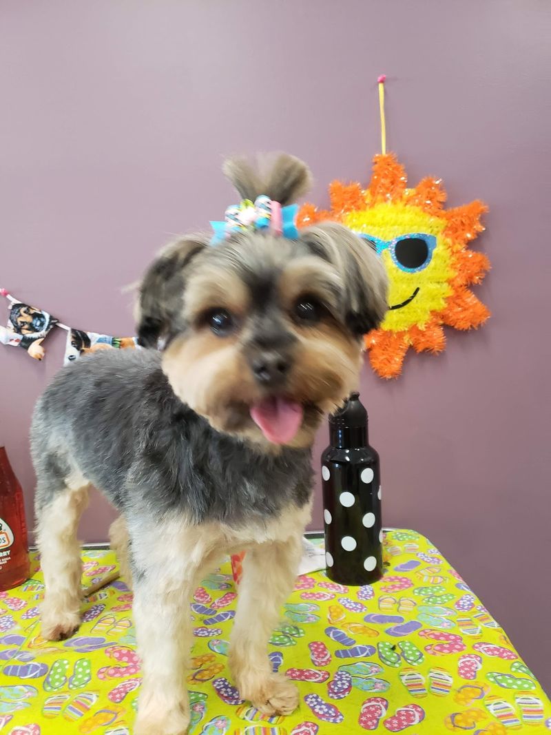 Yorkie mix summer cut groomed at A Decked Out Pet in North Providence, RI