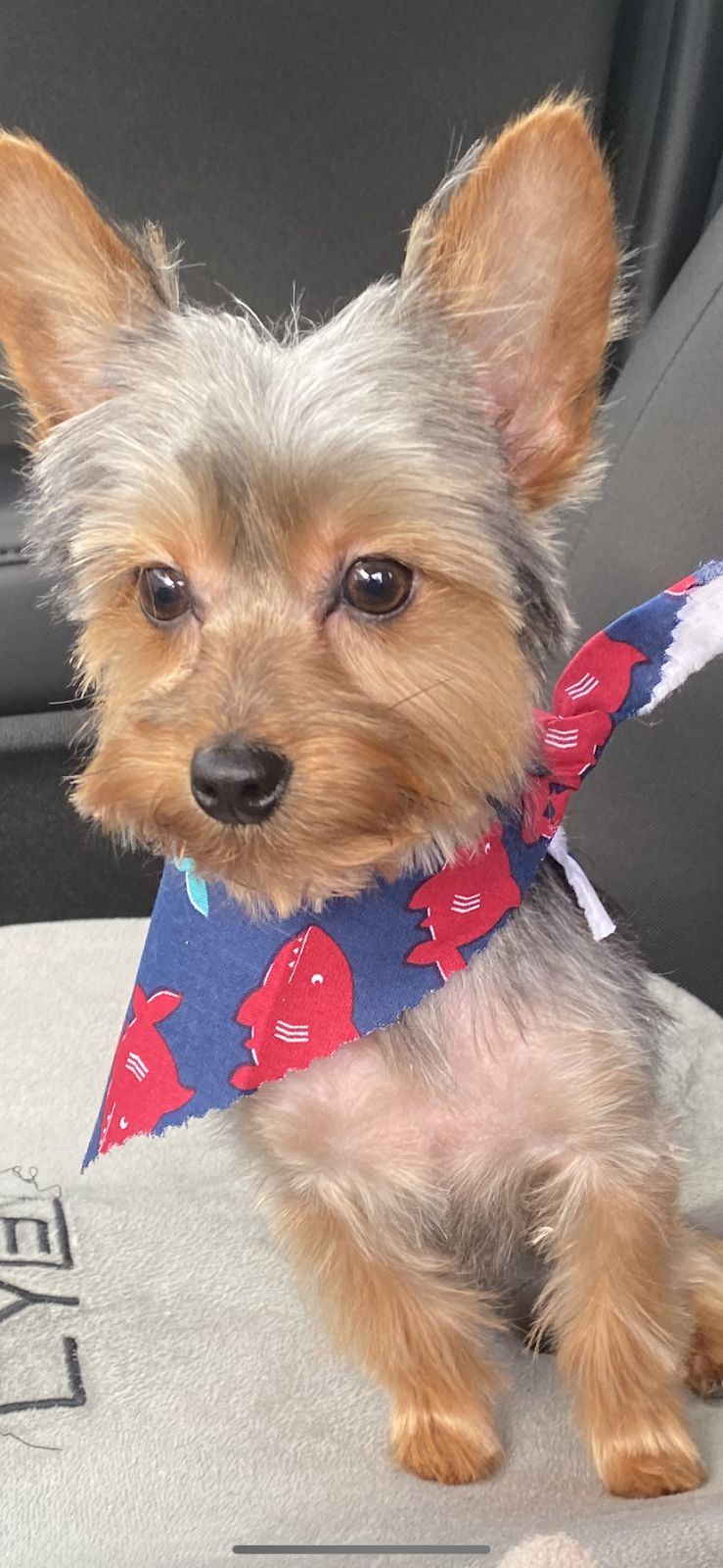 Yorkie red bandana groomed at A Decked Out Pet in North Providence, RI