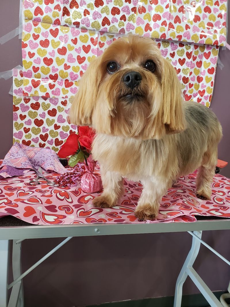 Yorkie valentine portrait groomed at A Decked Out Pet in North Providence, RI